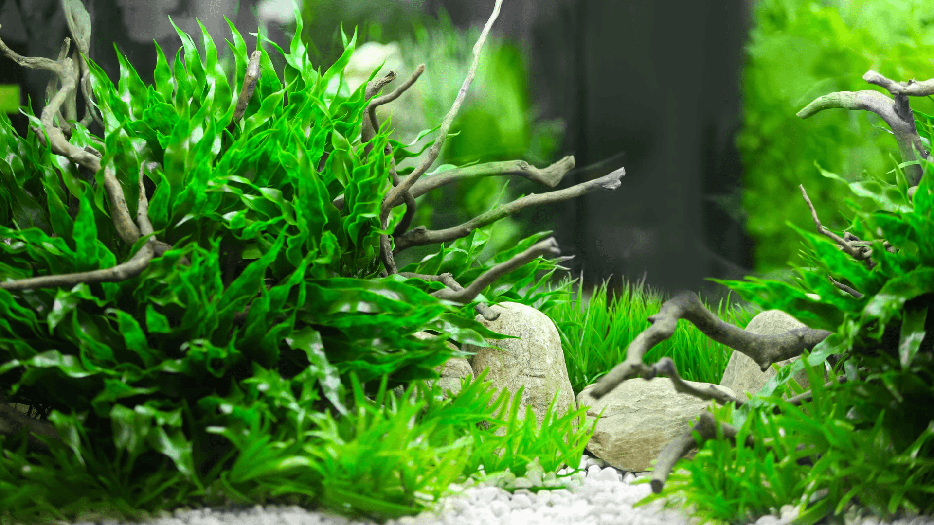 Common Latin and Greek Terms In Aquarium Plants An image of Common Latin and Greek Terms In Aquarium Plants