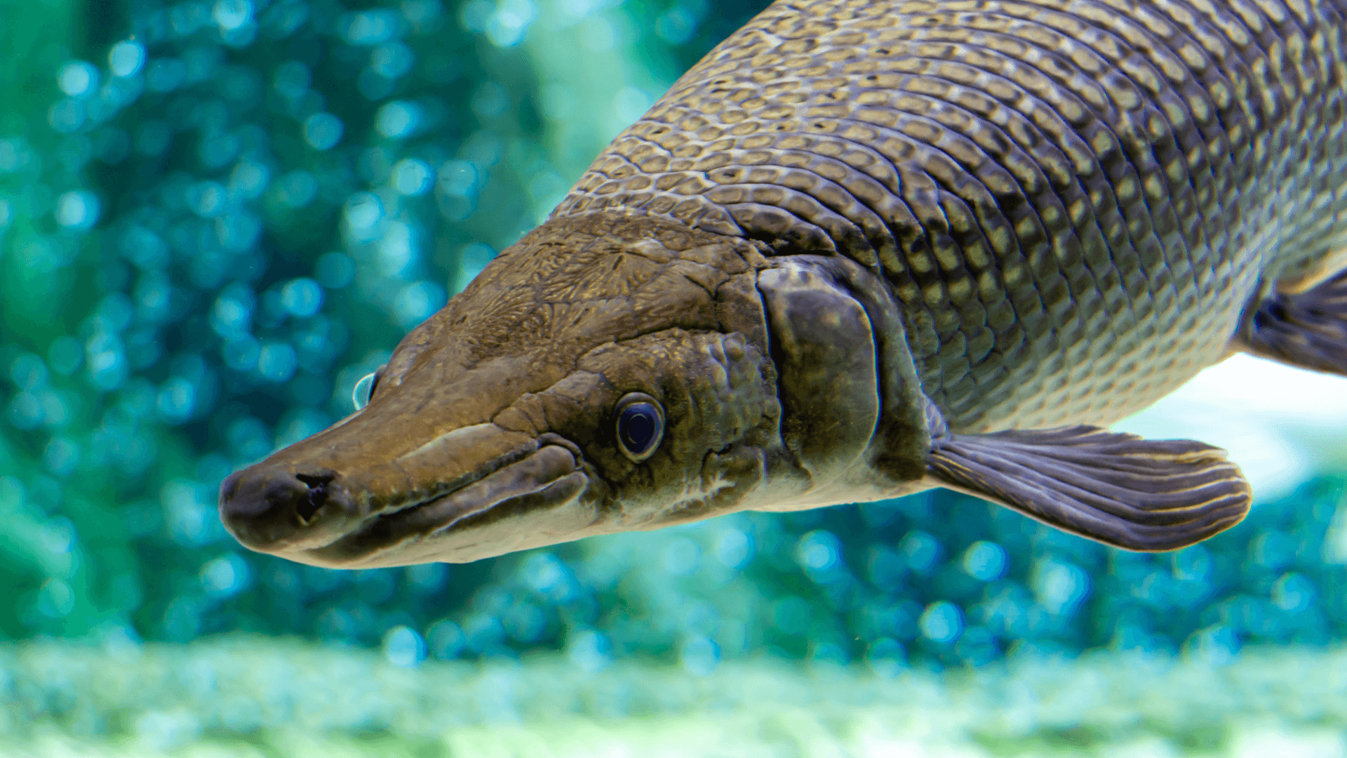 Alligator Gar An image of Alligator Gar